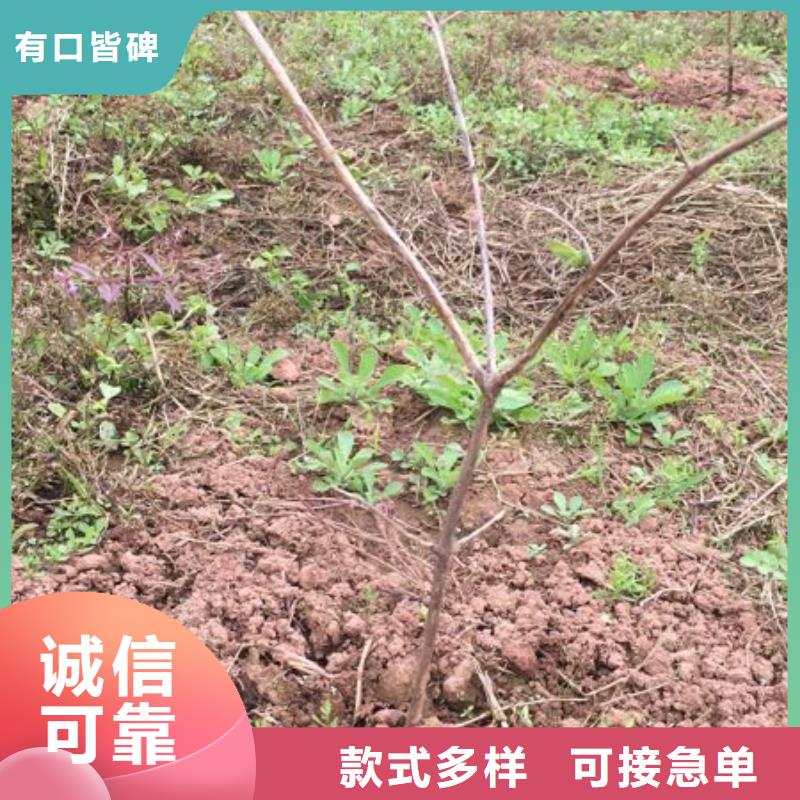 杈杷果獼猴桃苗快速生產