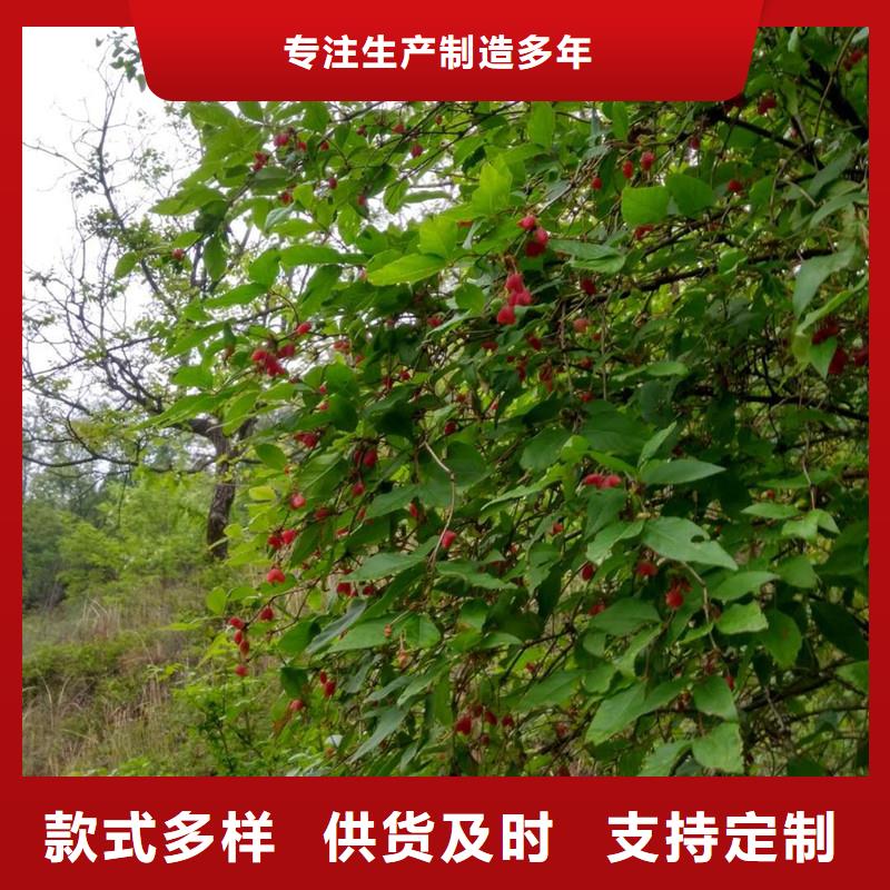 杈杷果櫻桃苗高性價比