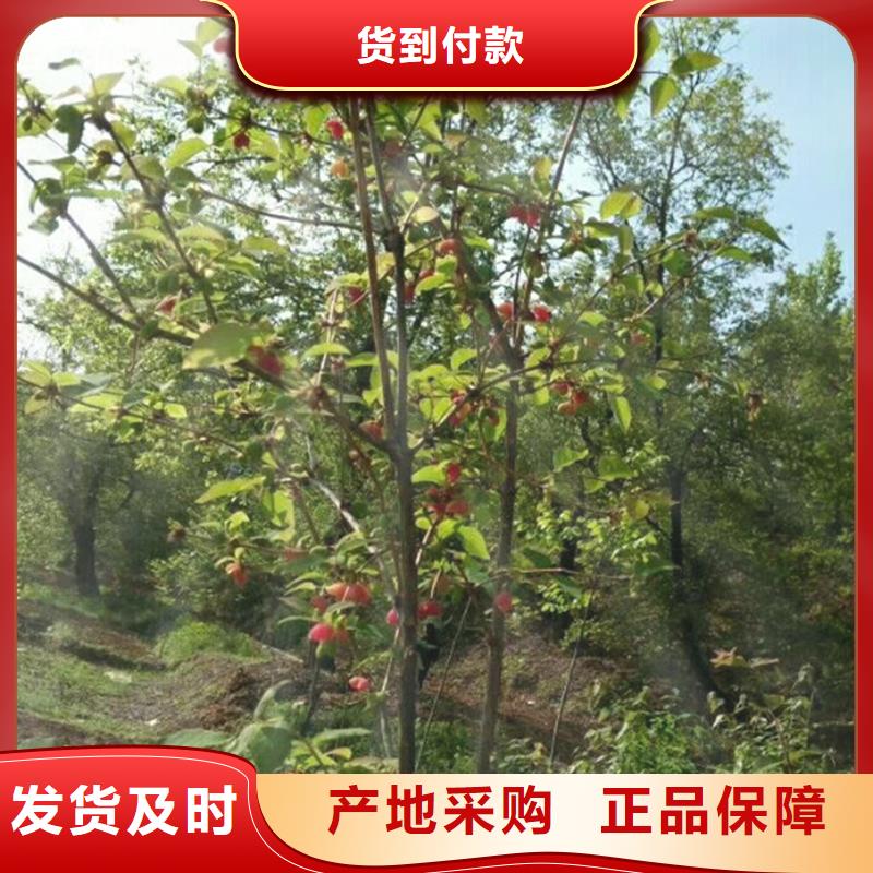 杈杷果紅顏草莓多年行業經驗