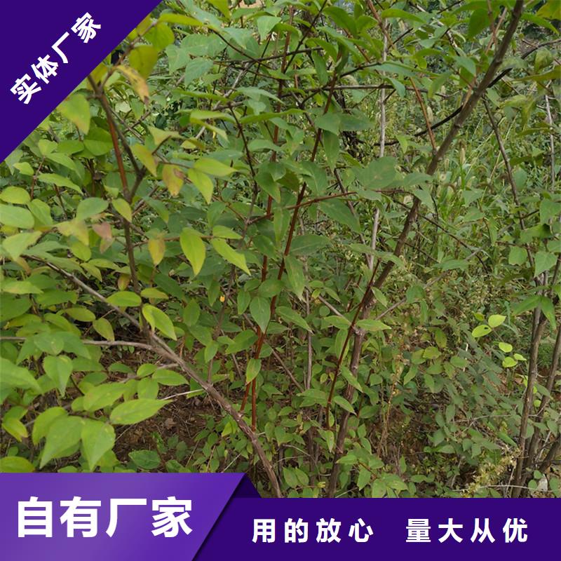 杈杷果櫻桃苗量大從優(yōu)