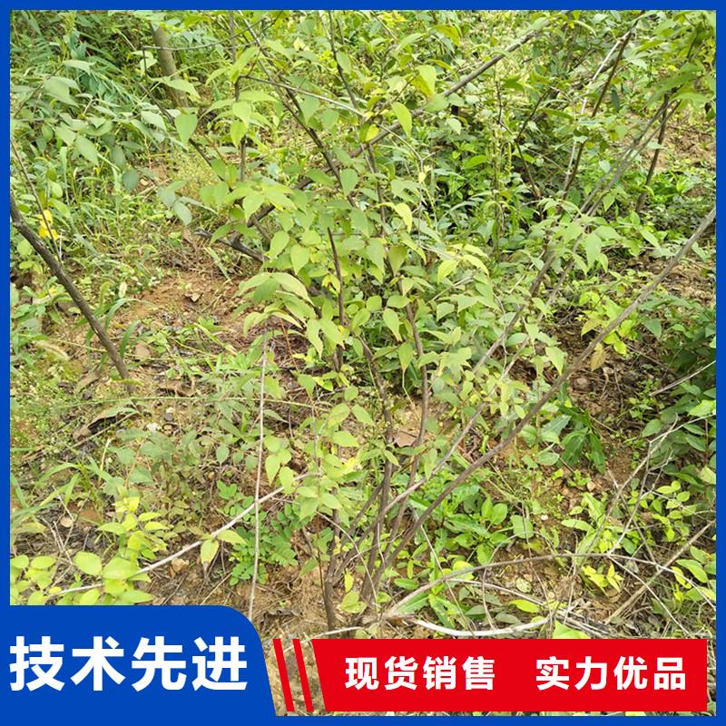 杈杷果櫻桃苗高性價比