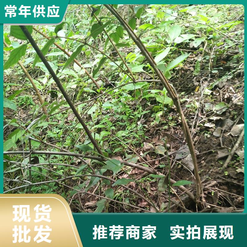 杈杷果西瓜番石榴苗廠家十分靠譜