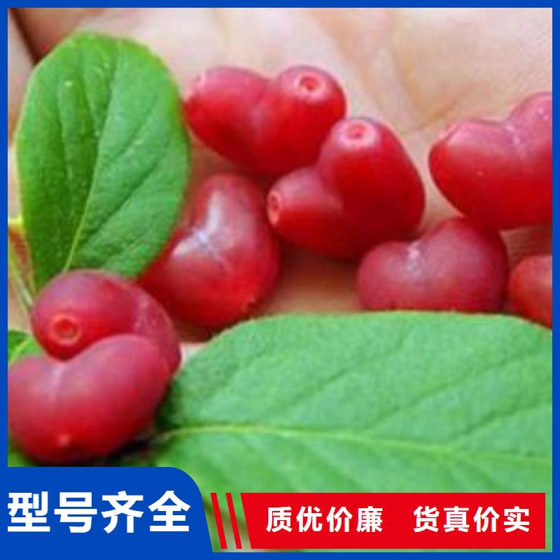 杈杷果櫻桃苗質量檢測