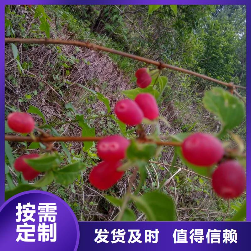 杈杷果西瓜番石榴苗廠家十分靠譜