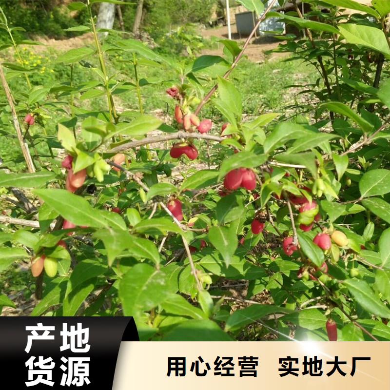 杈杷果櫻桃苗質量檢測