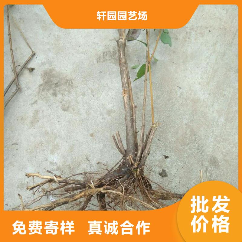 杈杷果苹果苗用心制造