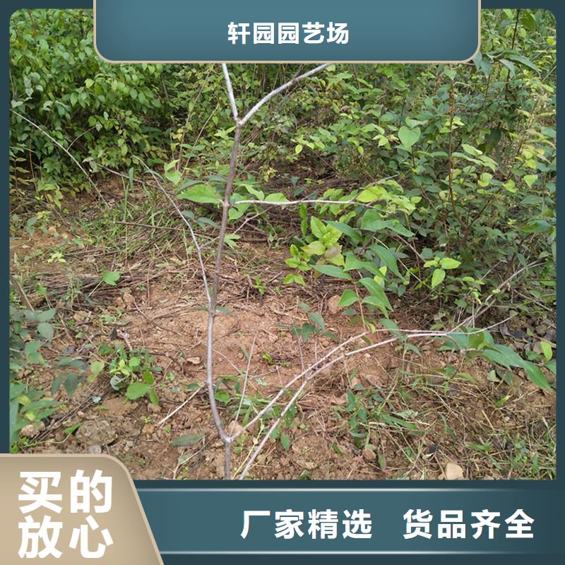 杈杷果櫻桃苗現(xiàn)貨實拍