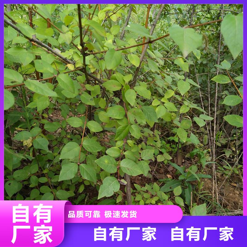 杈杷果櫻桃苗質(zhì)量檢測