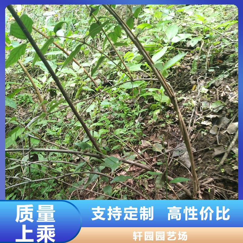 杈杷果无花果苗精心选材