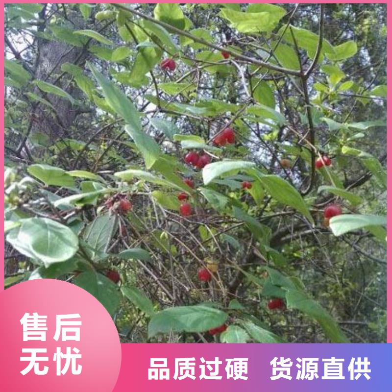 杈杷果【北美冬青】对质量负责