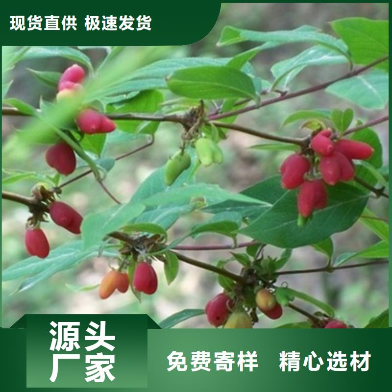 杈杷果-石榴树工艺层层把关