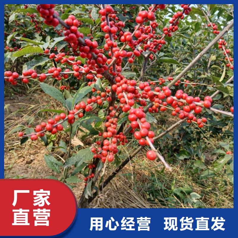 北美冬青價格地道