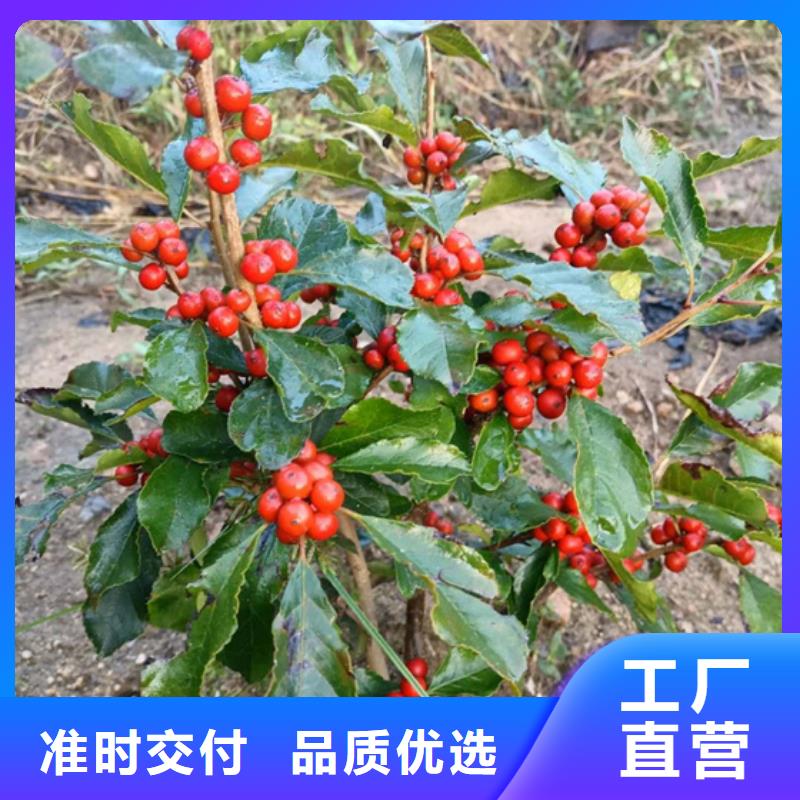 北美冬青蘋果苗專業生產N年