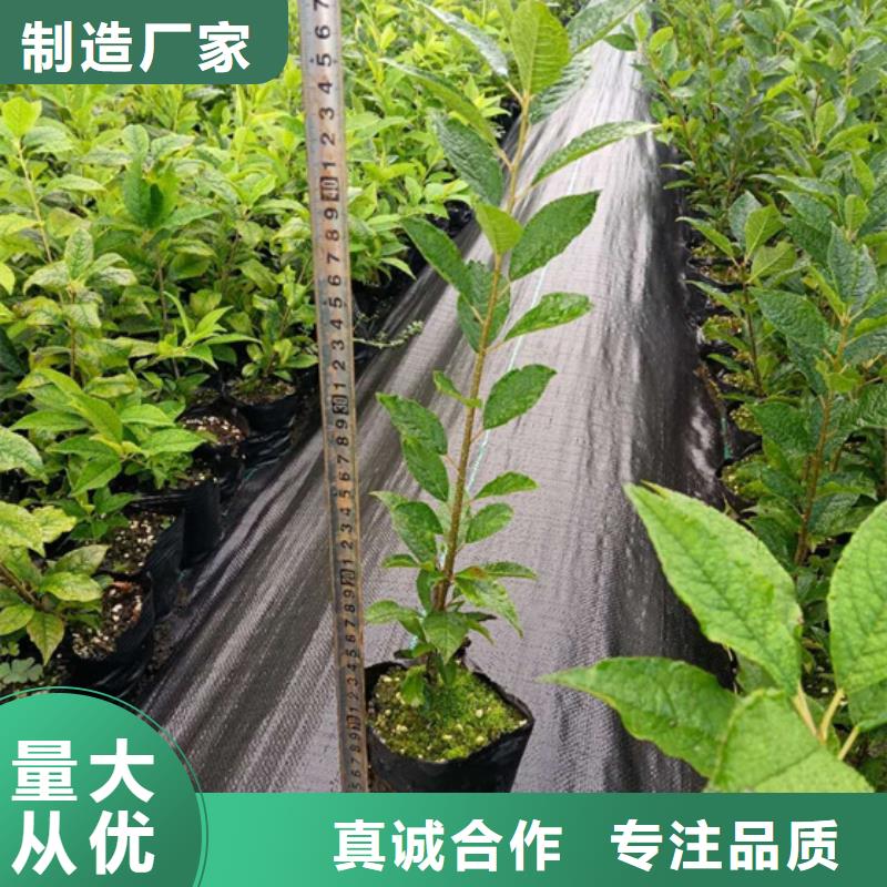 北美冬青櫻桃苗暢銷本地