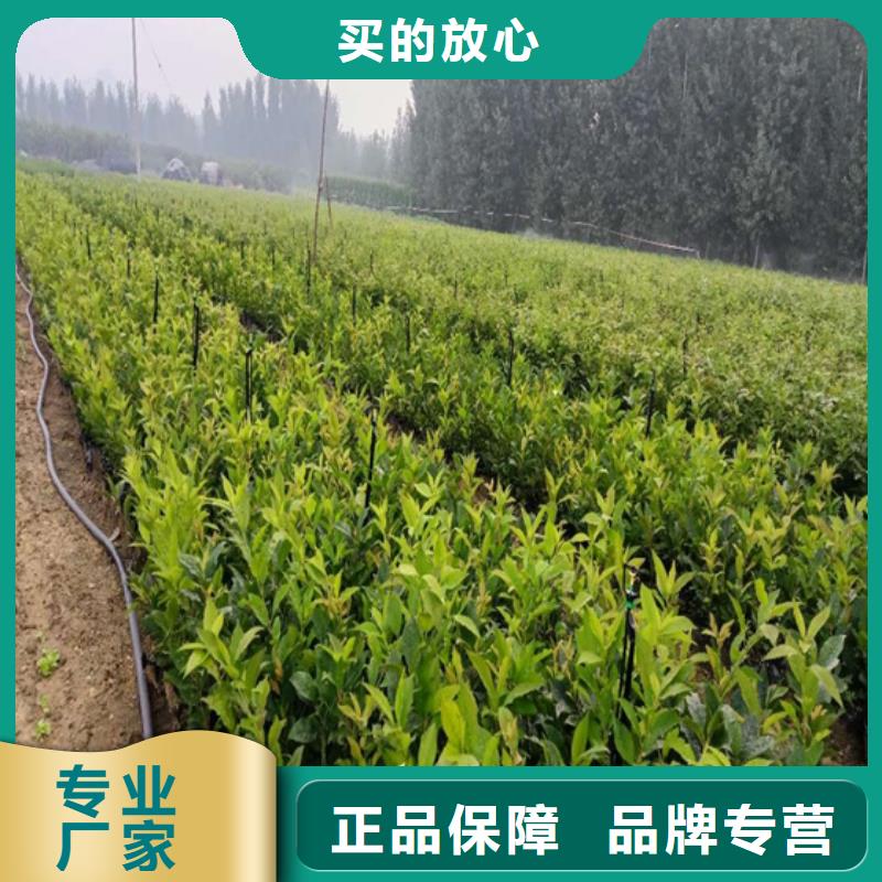 北美冬青石榴樹有實(shí)力有經(jīng)驗(yàn)