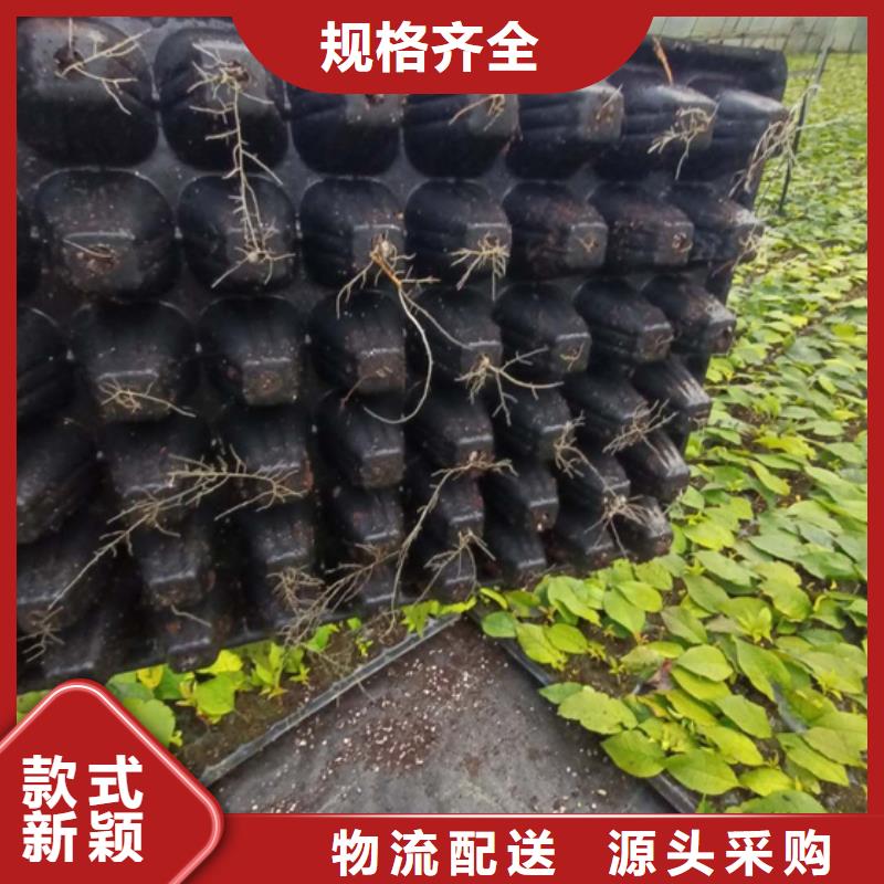 北美冬青櫻桃苗暢銷本地