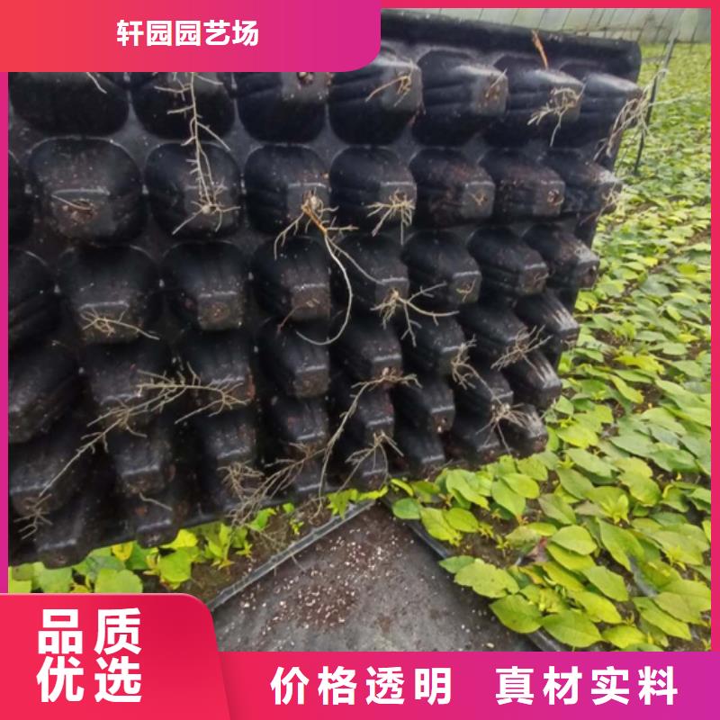 北美冬青3公分石榴苗使用壽命長久