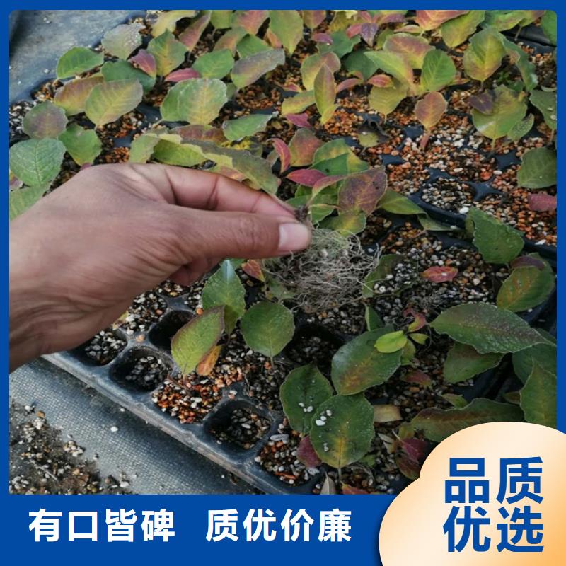 北美冬青梨樹苗多種優勢放心選擇