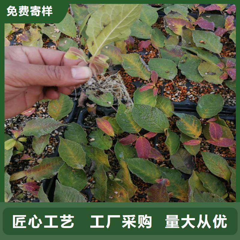 北美冬青櫻桃苗細節展示