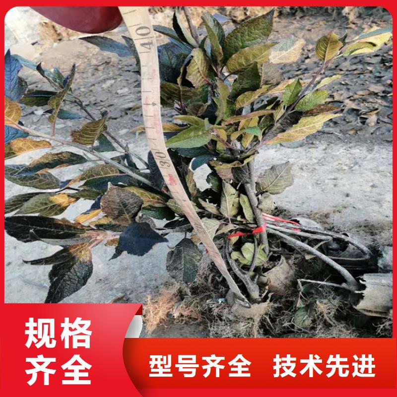 北美冬青3公分石榴苗使用壽命長久