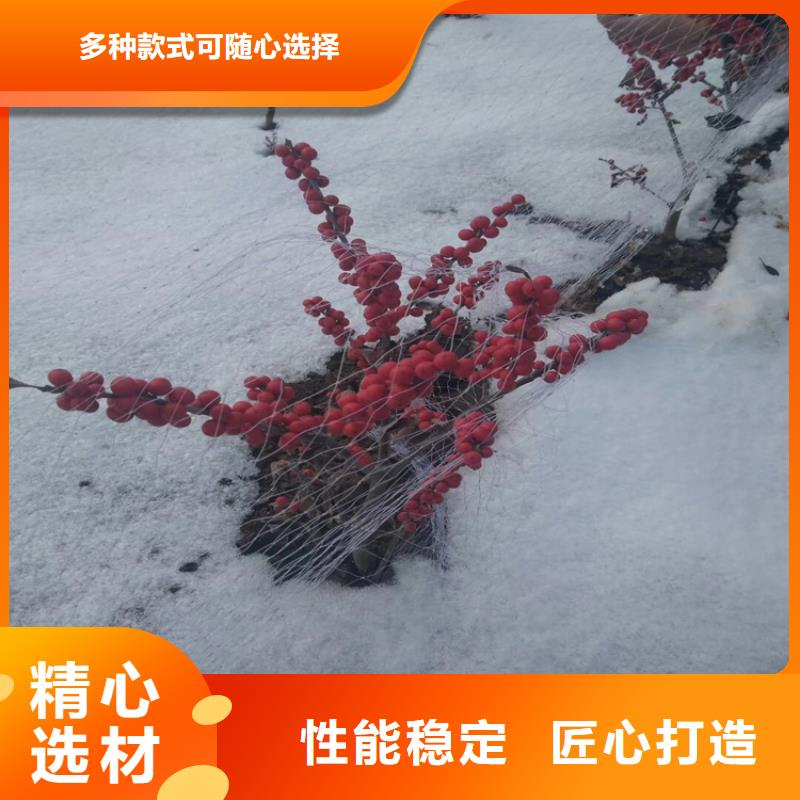 北美冬青-藍莓苗工廠直營
