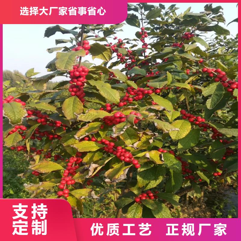 北美冬青櫻桃苗細節展示