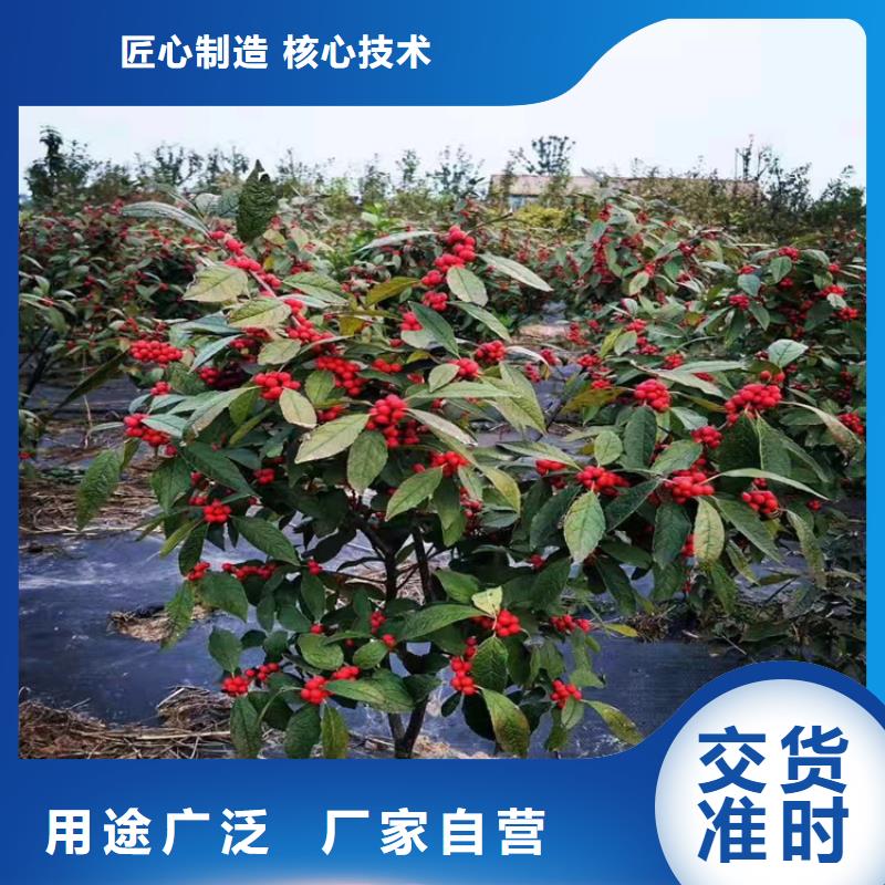 北美冬青蘋果苗專業生產N年