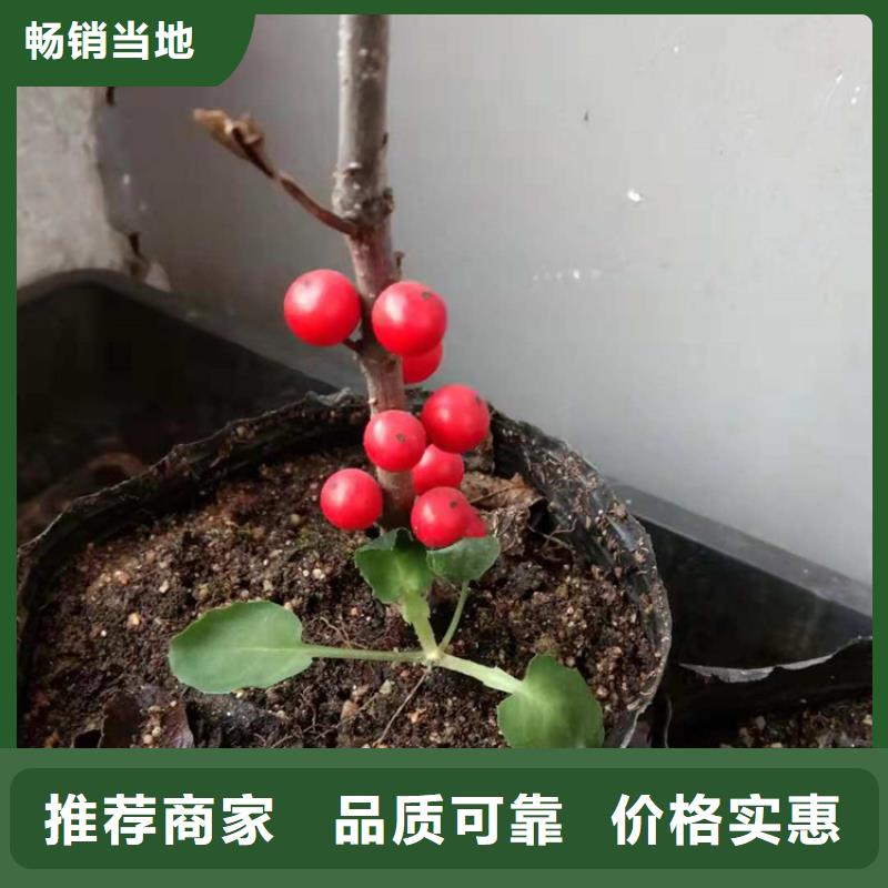 北美冬青蘋果苗專業(yè)生產(chǎn)N年