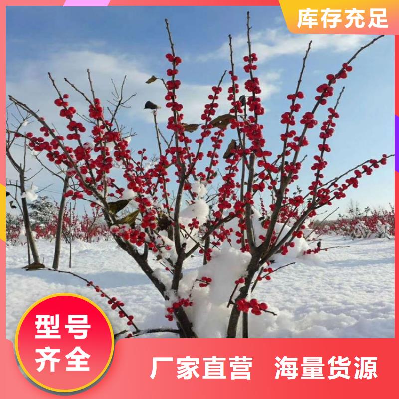 北美冬青蘋(píng)果苗規(guī)格齊全實(shí)力廠家