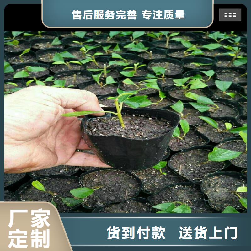 北美冬青蘋果苗專業生產N年