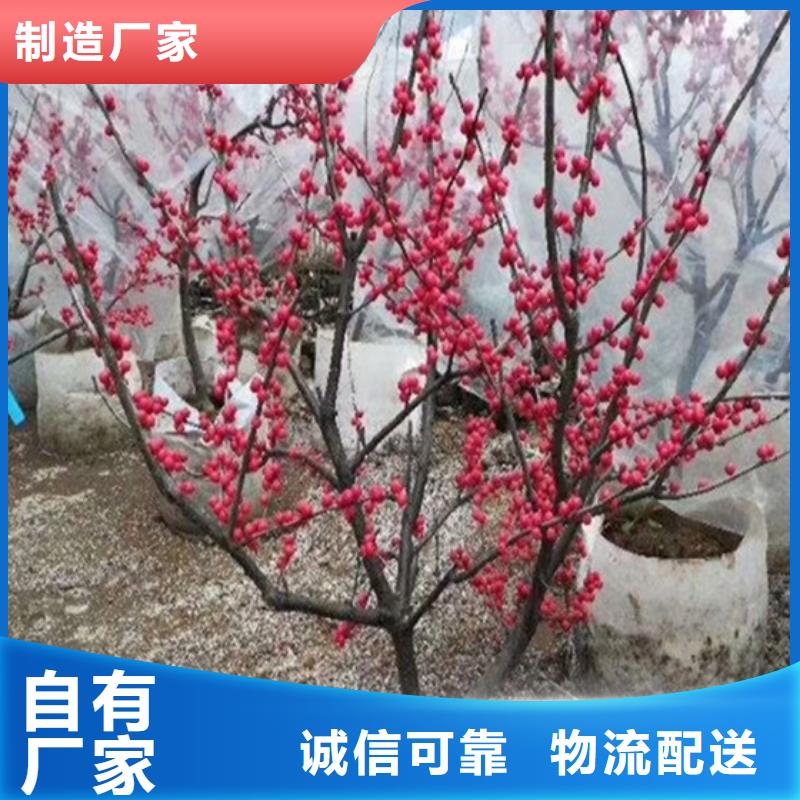 北美冬青蘋果苗專業生產N年