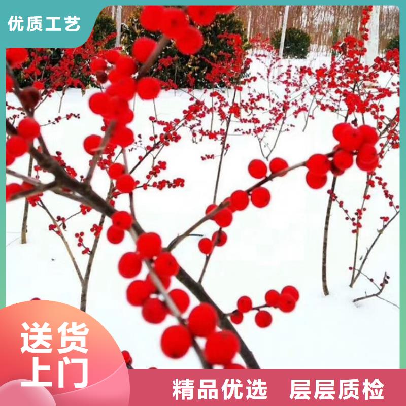 北美冬青櫻桃苗細節展示
