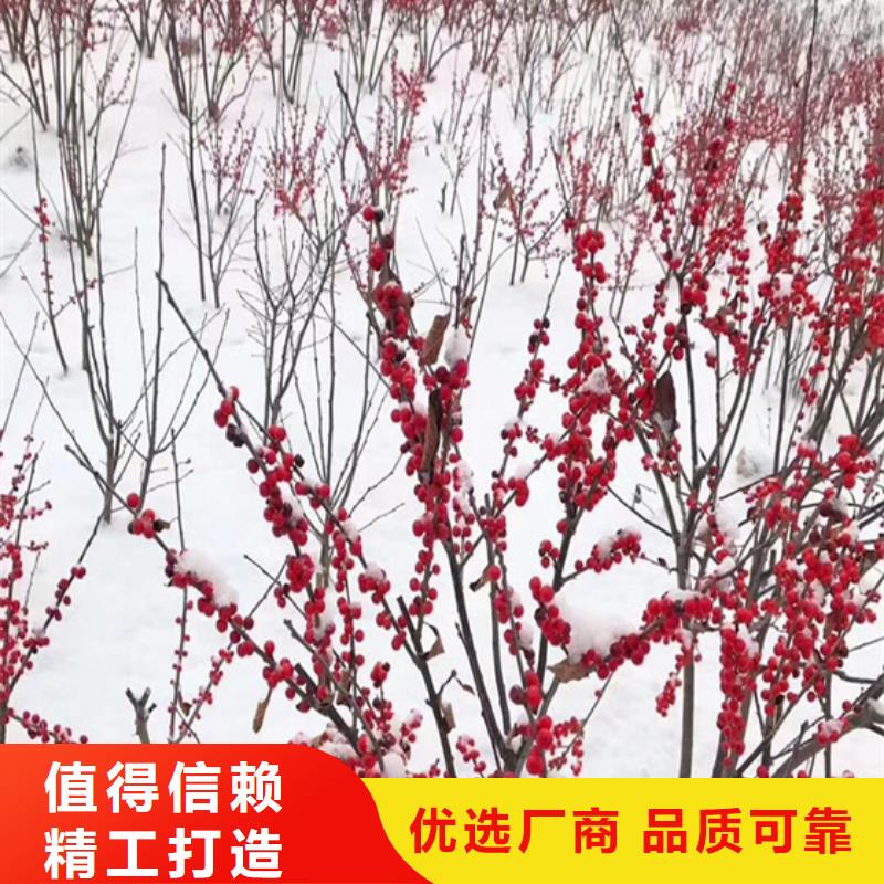 北美冬青蘋果苗專業生產N年