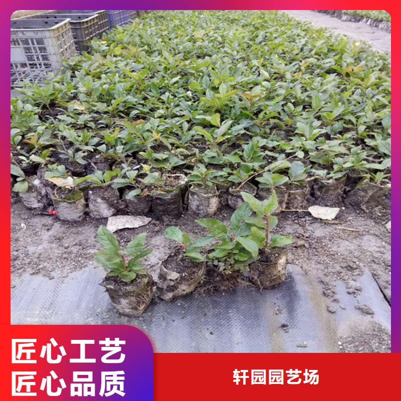北美冬青蘋果苗準時交付