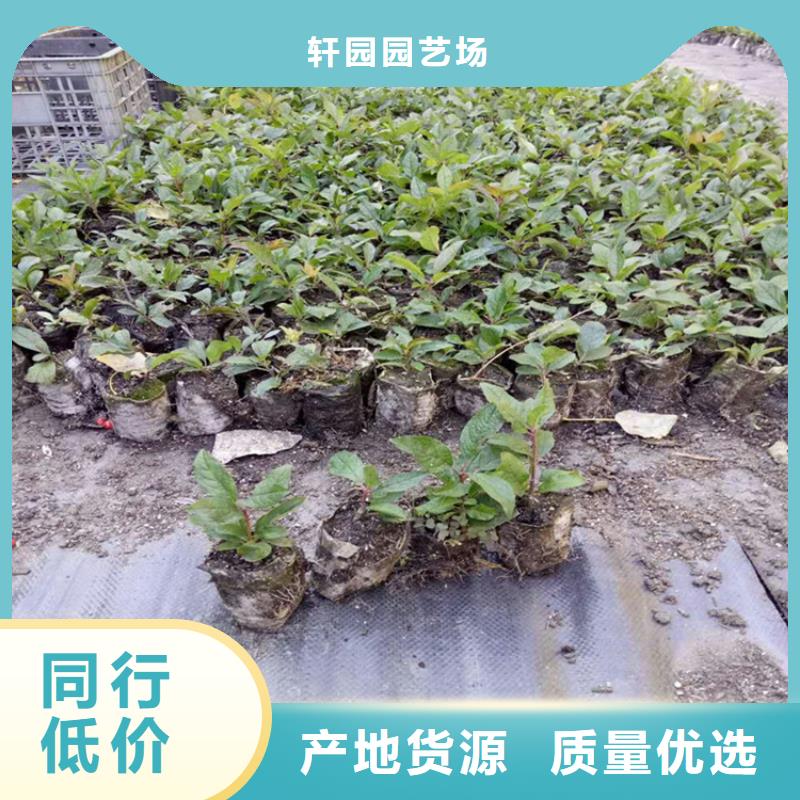 北美冬青櫻桃苗細節展示