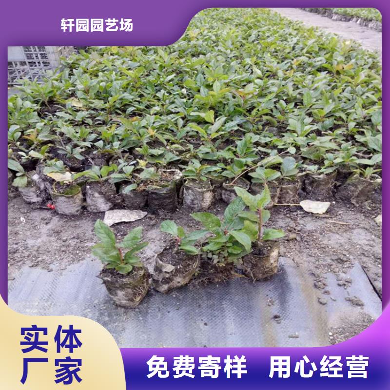 北美冬青蘋果苗專業生產N年