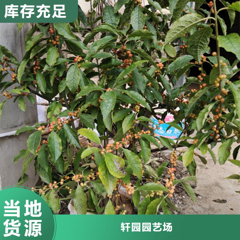 北美冬青-藍莓苗工廠直營
