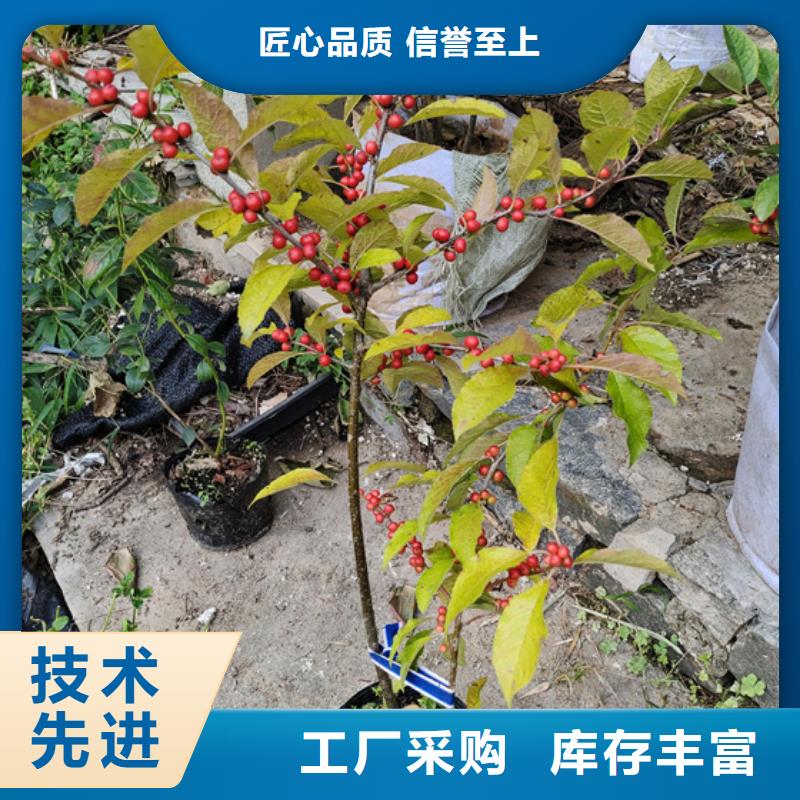 北美冬青蘋(píng)果苗規(guī)格齊全實(shí)力廠家