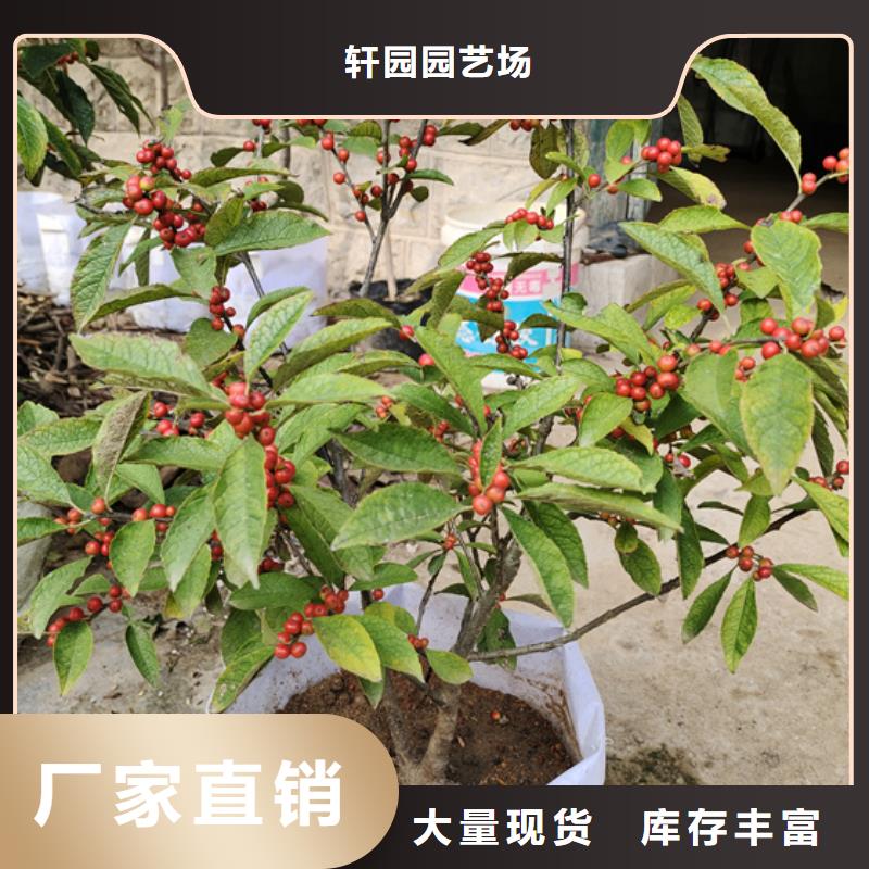 北美冬青蘋果苗專業(yè)生產(chǎn)N年