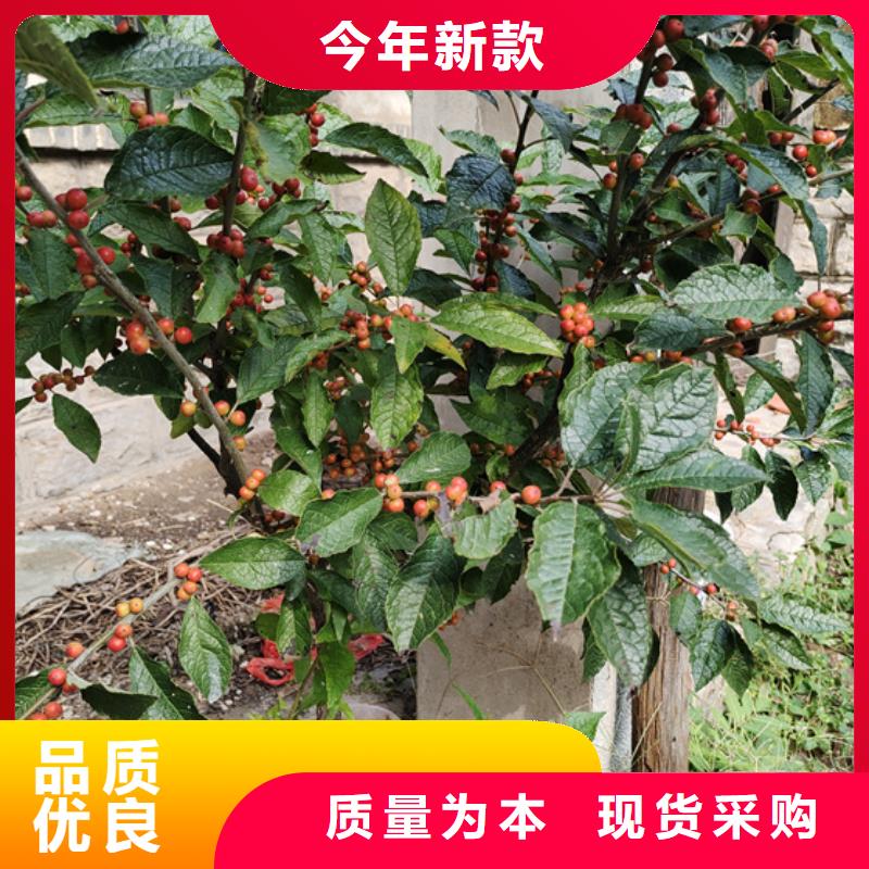 北美冬青櫻桃苗細節(jié)展示