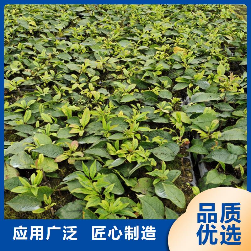 北美冬青蘋果苗專業生產N年
