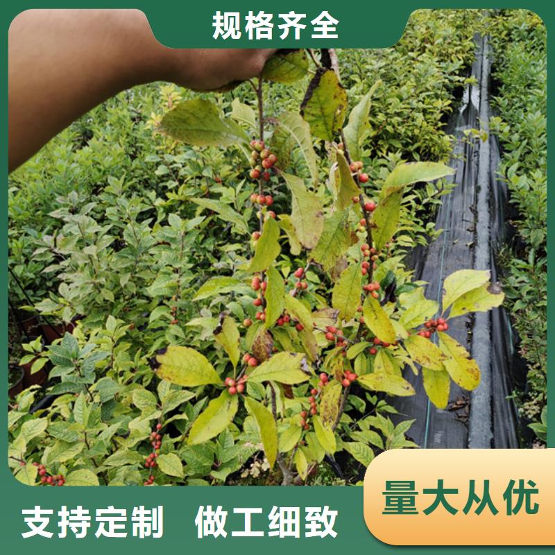 北美冬青石榴树多种规格可选