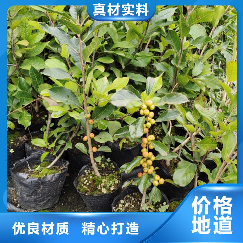 北美冬青櫻桃苗細節展示