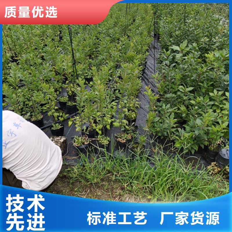 北美冬青石榴樹有實(shí)力有經(jīng)驗(yàn)