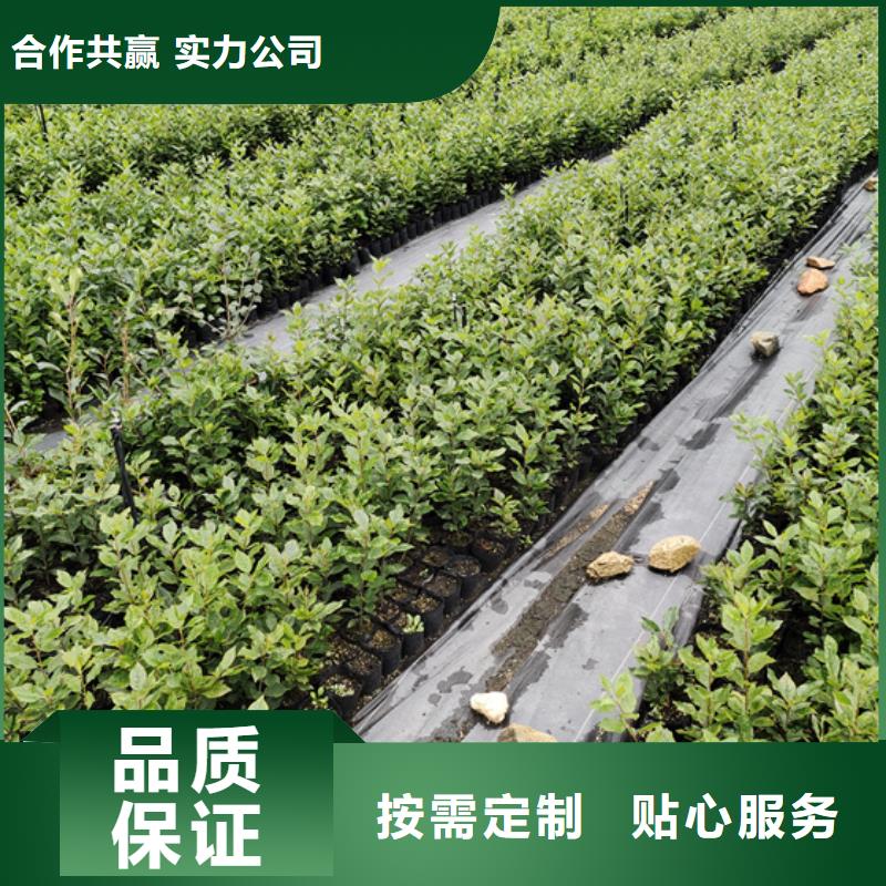 北美冬青櫻桃苗暢銷本地