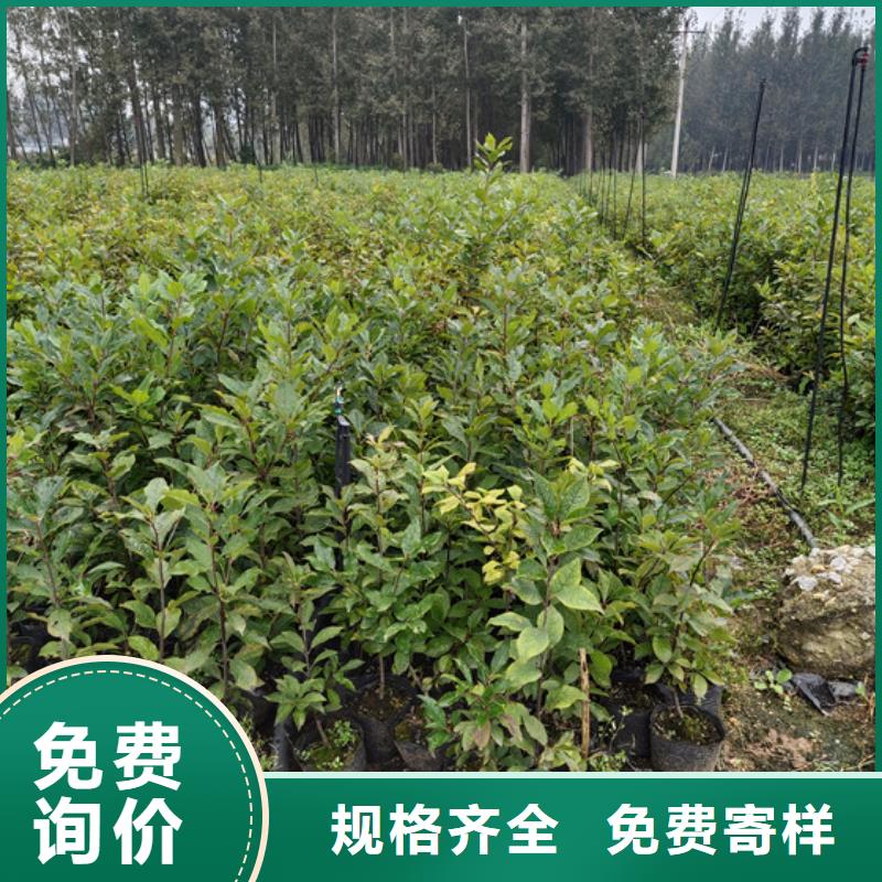 北美冬青梨樹苗多種優勢放心選擇