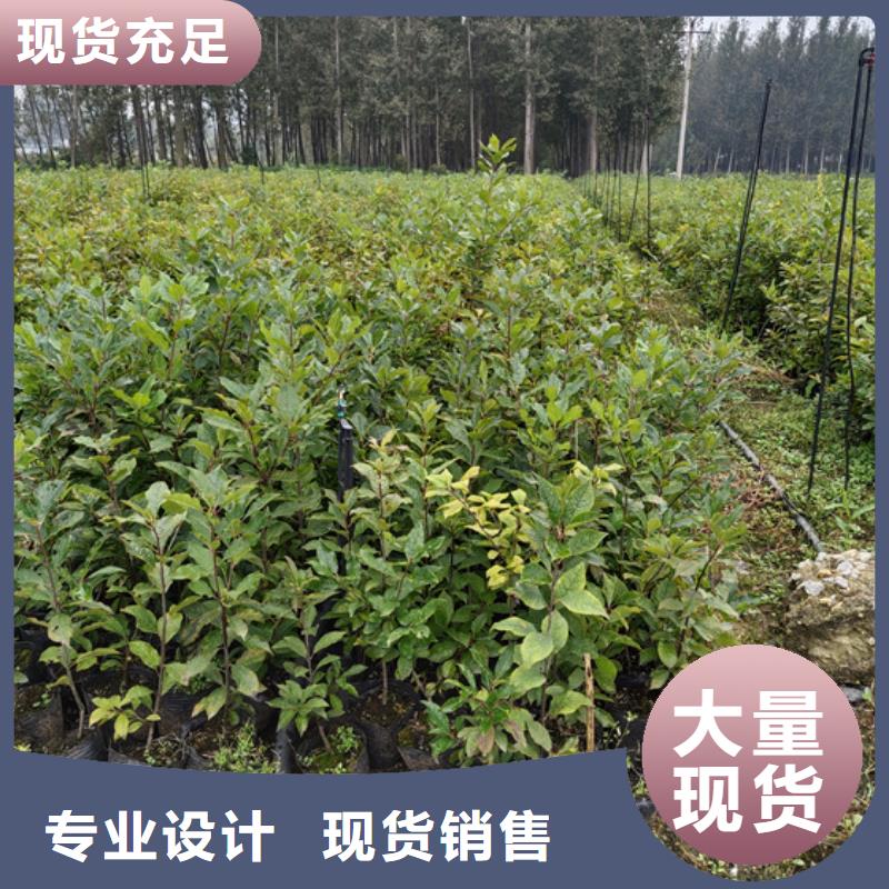 北美冬青石榴树多种规格可选