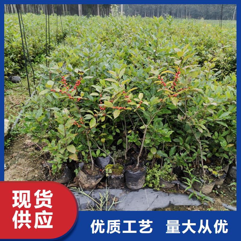 北美冬青_桃樹苗質量優價格低