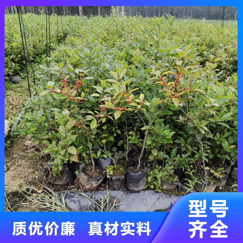 北美冬青蘋果苗專業(yè)生產(chǎn)N年