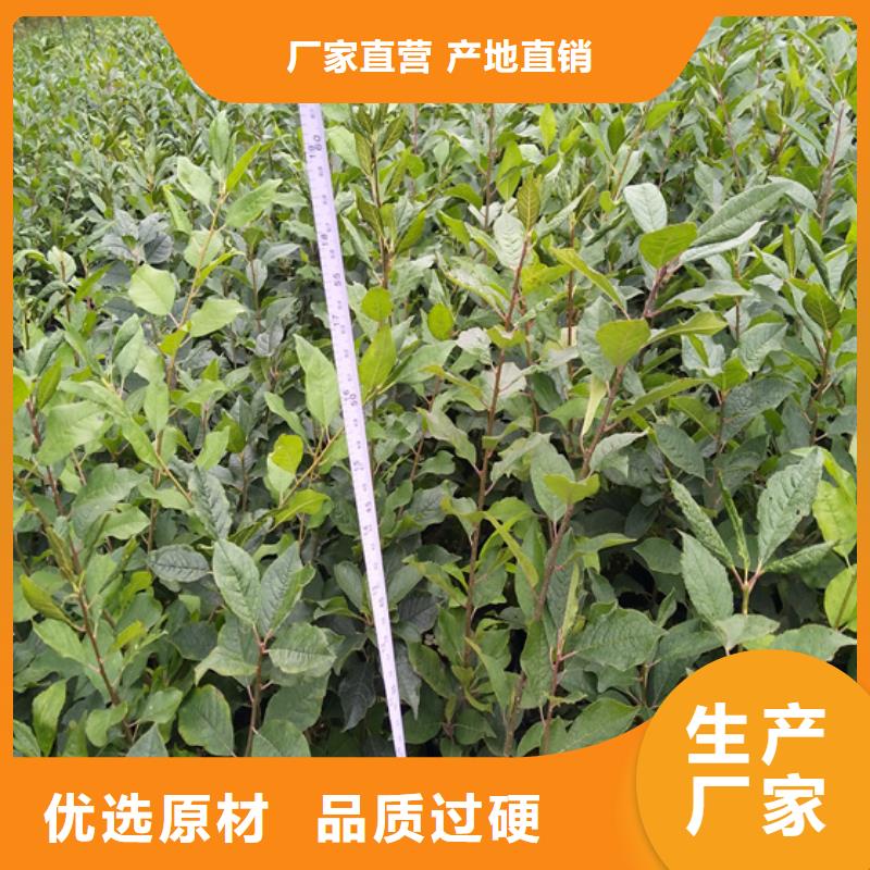 北美冬青蘋果苗專業生產N年